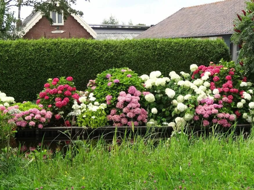 Пионы в ландшафтном дизайне дачного hortenzia szaporitasa dugvanyrol 03 Plants, Garden