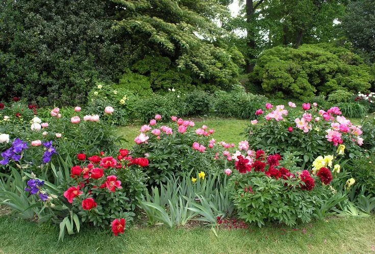 Пионы в ландшафтном дизайне дачного Mixed Peony and Iris border Peonies garden, Garden flower beds, Iris garden