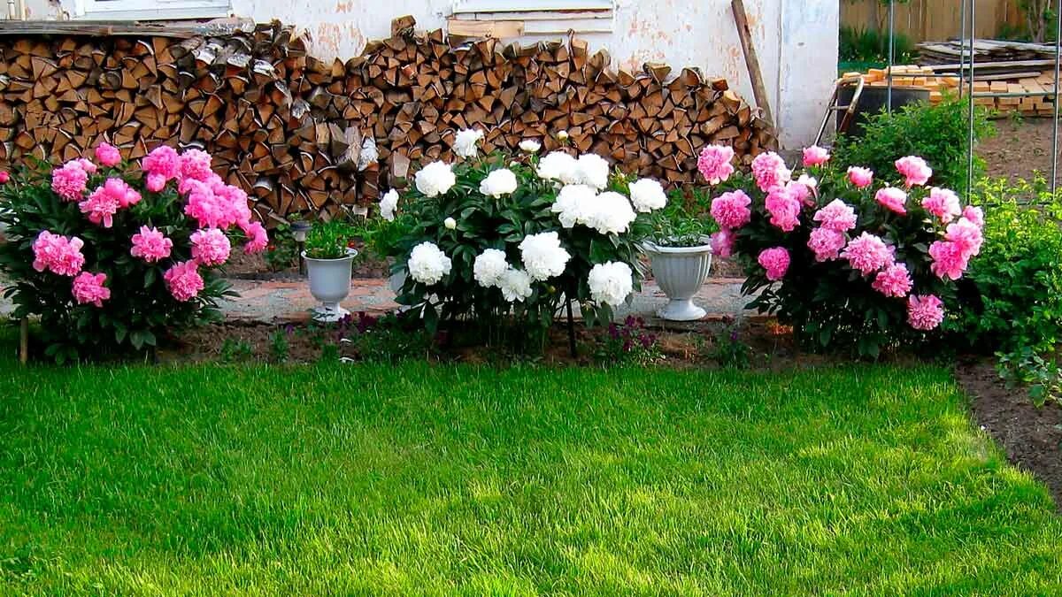 Пионы в ландшафтном дизайне дачного Фото пионов на даче, красивые цветы пионов на клумбе в саду