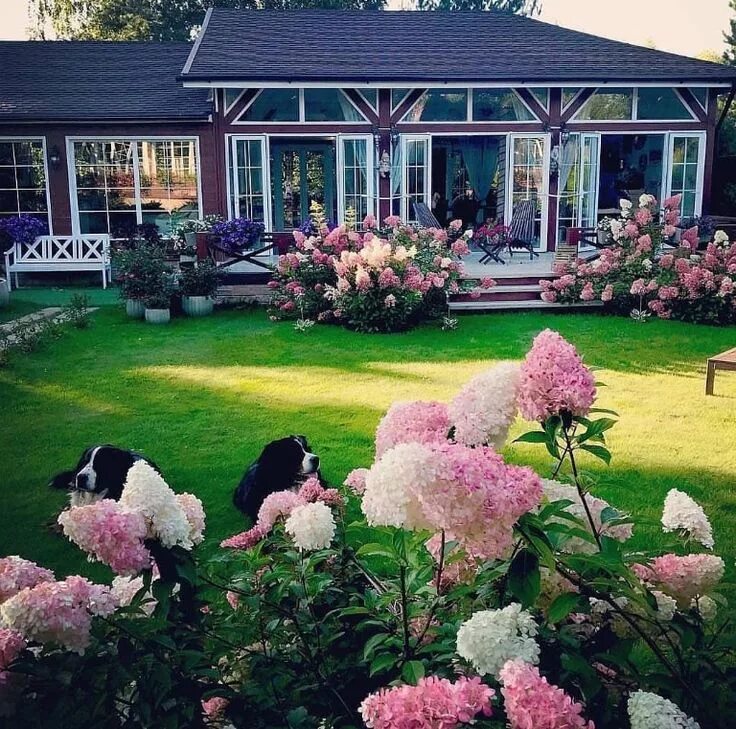 Пионы в ландшафтном дизайне дачного участка Pin by hale sumer on Harika Bahçeler Backyard flowers garden, Dream garden, Beau