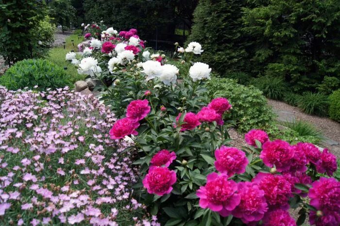 Пионы в ландшафтном дизайне фото Peonies in Clare's garden in New Jersey - FineGardening Peonies garden, Peonies 