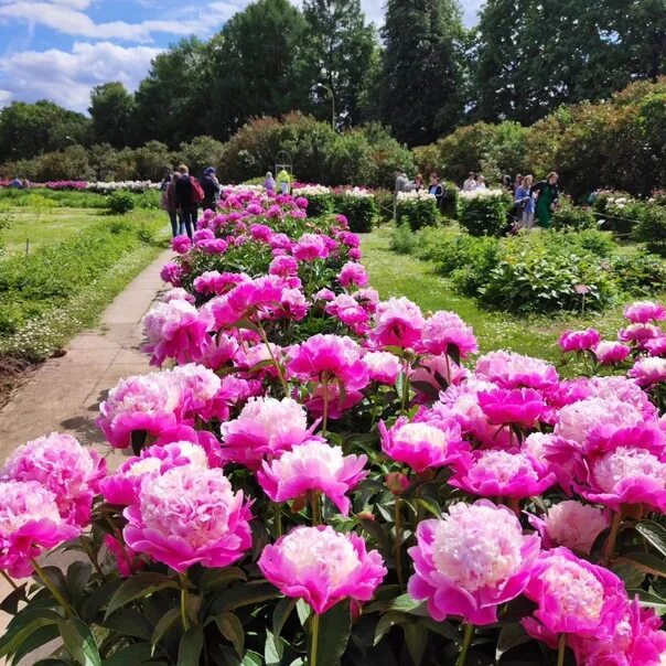 Пионы в саду фото оформление Пионы в Ботаническом саду МГУ Фото: to_tosh_ka 2023 Москва Лучшие события Москвы