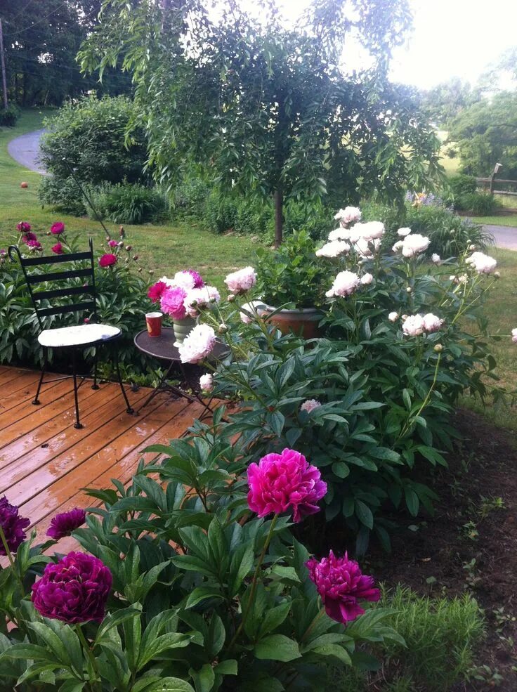Пионы в саду фото оформление Pin by Barbara Maher on Gardening Peonies garden, Garden inspiration, Beautiful 