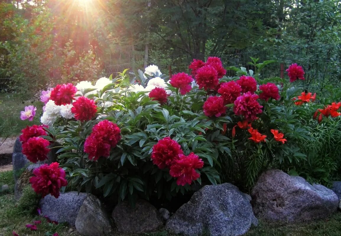 Пионы в саду фото оформление Люблю июнь, когда цветут пионы, Когда с рассветом поутру Приятный тёплый ветерок