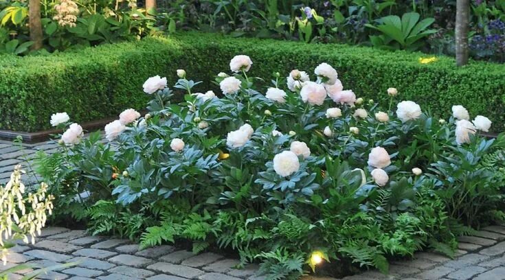 Пионы в саду фото оформление Как получить максимальный эффект от пионов в цветнике? Plants, Cottage garden, G