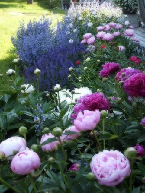 Пионы в саду фото оформление peonies, sage, & catmint // Great Gardens & Ideas // Peonies make beautiful cut 