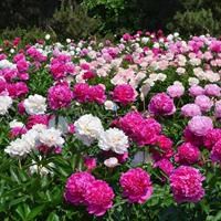Пионы в саду фото оформление Пион молочноцветковый Розовый - купить саженцы в питомнике Репейник, СПб и ЛО