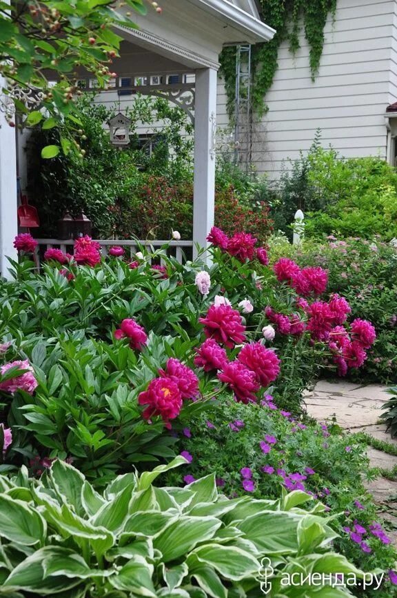 Пионы в саду фото оформление Асиенда.ру - дачная социальная сеть Beautiful gardens, Cottage garden, Peonies g
