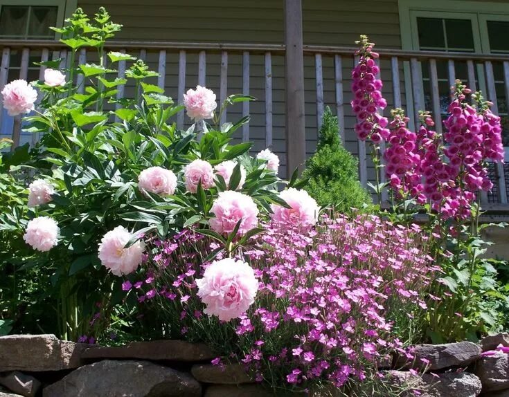 Пионы в саду фото оформление Pleasantly Surprised (pic Heavy) - Peonies Forum - GardenWeb Summer flowers gard