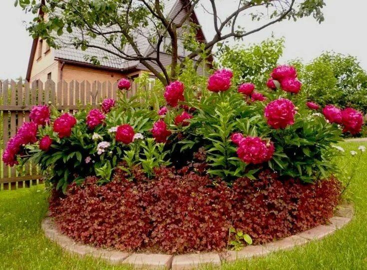 Пионы в саду фото оформление участка Щербет сорт пионов Flower garden, Peonies, Garden
