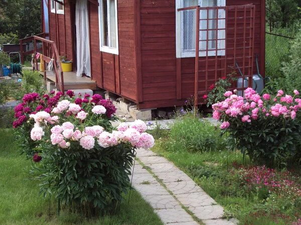 Пионы в саду фото оформление участка Ответы Mail.ru: Чем выстланы у вас дорожки в саду?