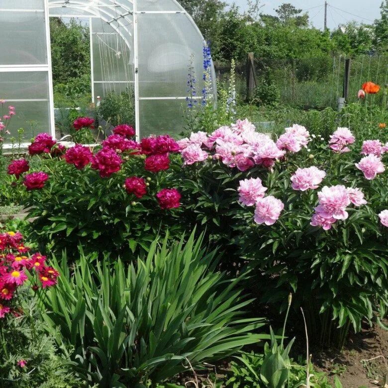 Пионы в саду фото оформление участка Пионы сортовые - купить в Уфе, цена 250 руб., продано 11 октября 2022 - Растения