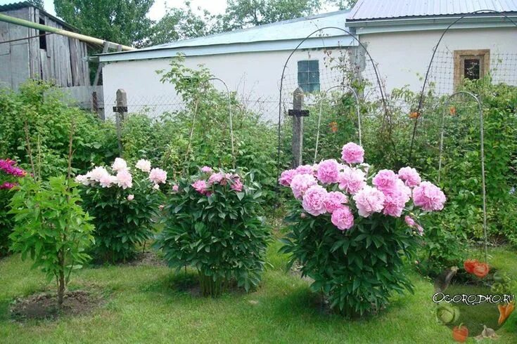 Пионы в саду фото оформление участка Сорта пионов - фото с названиями, каталог неприхотливых и устойчивых, цветущих в