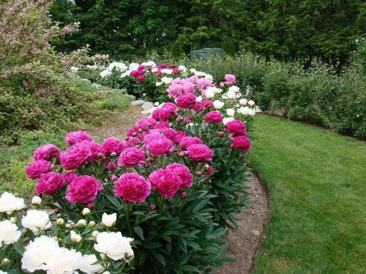 Пионы в саду ландшафтные фото Pin on Natureza Garden design pictures, Flower garden, Beautiful flowers garden