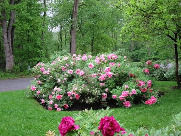 Пионы в саду ландшафтные фото IMG_0220.JPG 800 × 600 pixels Peonies garden, Rose trees, Tree peony
