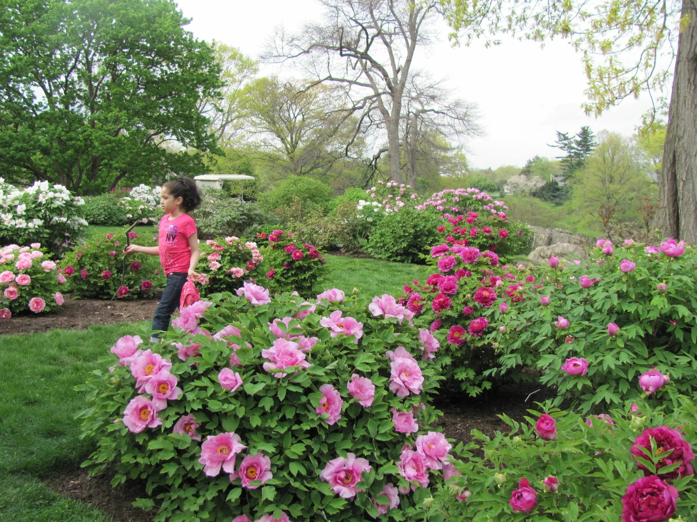 Пионы в саду ландшафтные фото Tree peony collection at the New York Botanical Garden. Description from cricket
