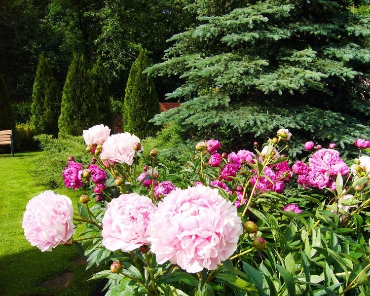 Пионы в саду ландшафтные фото Что можно посадить рядом с пионами? Feel Green Дзен