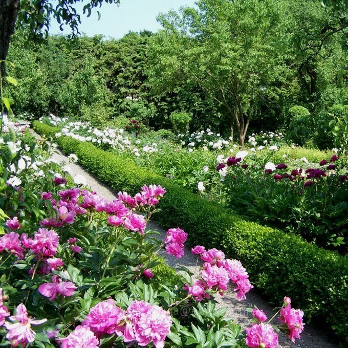 Пионы в саду ландшафтные фото M A Andrew on Twitter Plants, Photography, Garden