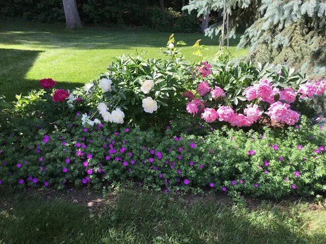 Пионы в саду ландшафтные фото June Garden Party Garden, Beautiful gardens, Hardy geranium