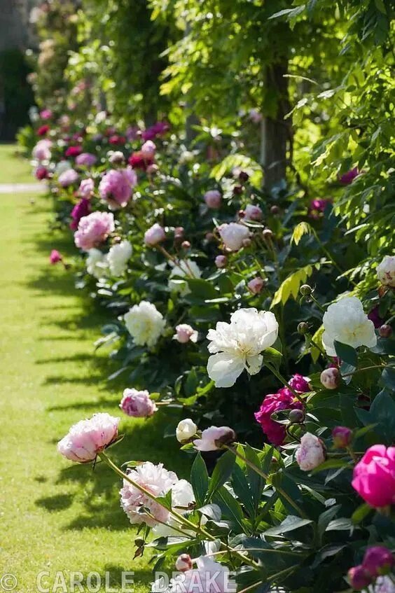 Пионы в саду ландшафтный дизайн фото Arbustes : mini taille, maxi effet ! Petits jardins, Beaux jardins, Jardins