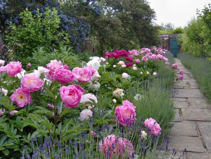 Пионы в саду ландшафтный дизайн фото Wonderful peony border at greys court, henley-on-thames #Peonies Blomsterbed, Bl