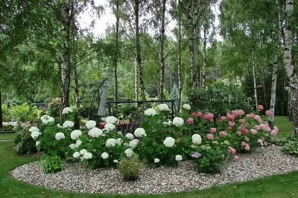 Пионы в саду ландшафтный дизайн фото Гортензия бесспорно чудесна! Красота 2023 Дачники ВКонтакте
