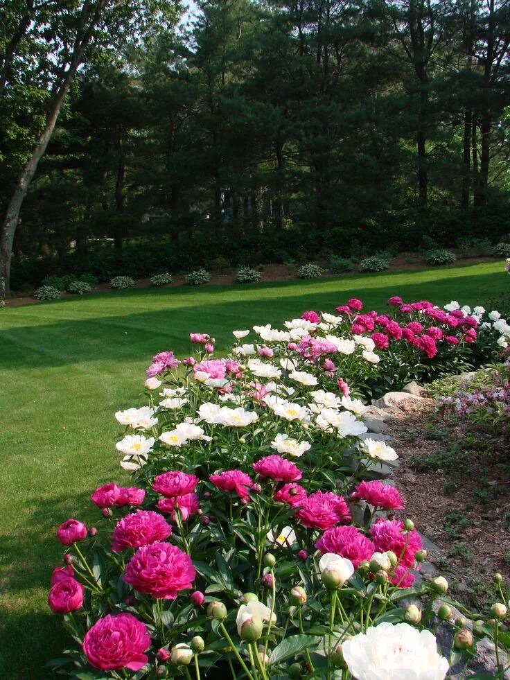 Пионы в саду ландшафтный дизайн фото Clare's garden in New Jersey, Day 1 of 2 - FineGardening Peonies garden, Flower 