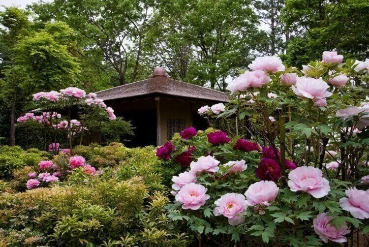 Пионы в саду ландшафтный дизайн фото Plantes vivaces rustiques avec peu d'entretien : 10 variétés magnifiques à faire