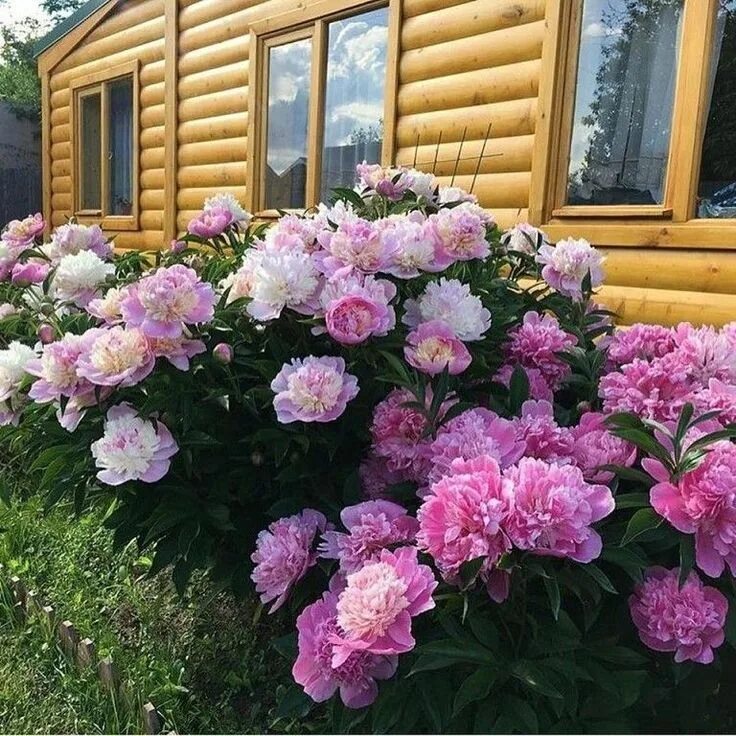 Пионы в саду ландшафтный дизайн фото Прекрасные пионы не оставят равнодушным никого вокруг! Цветение, Цветы во дворе,