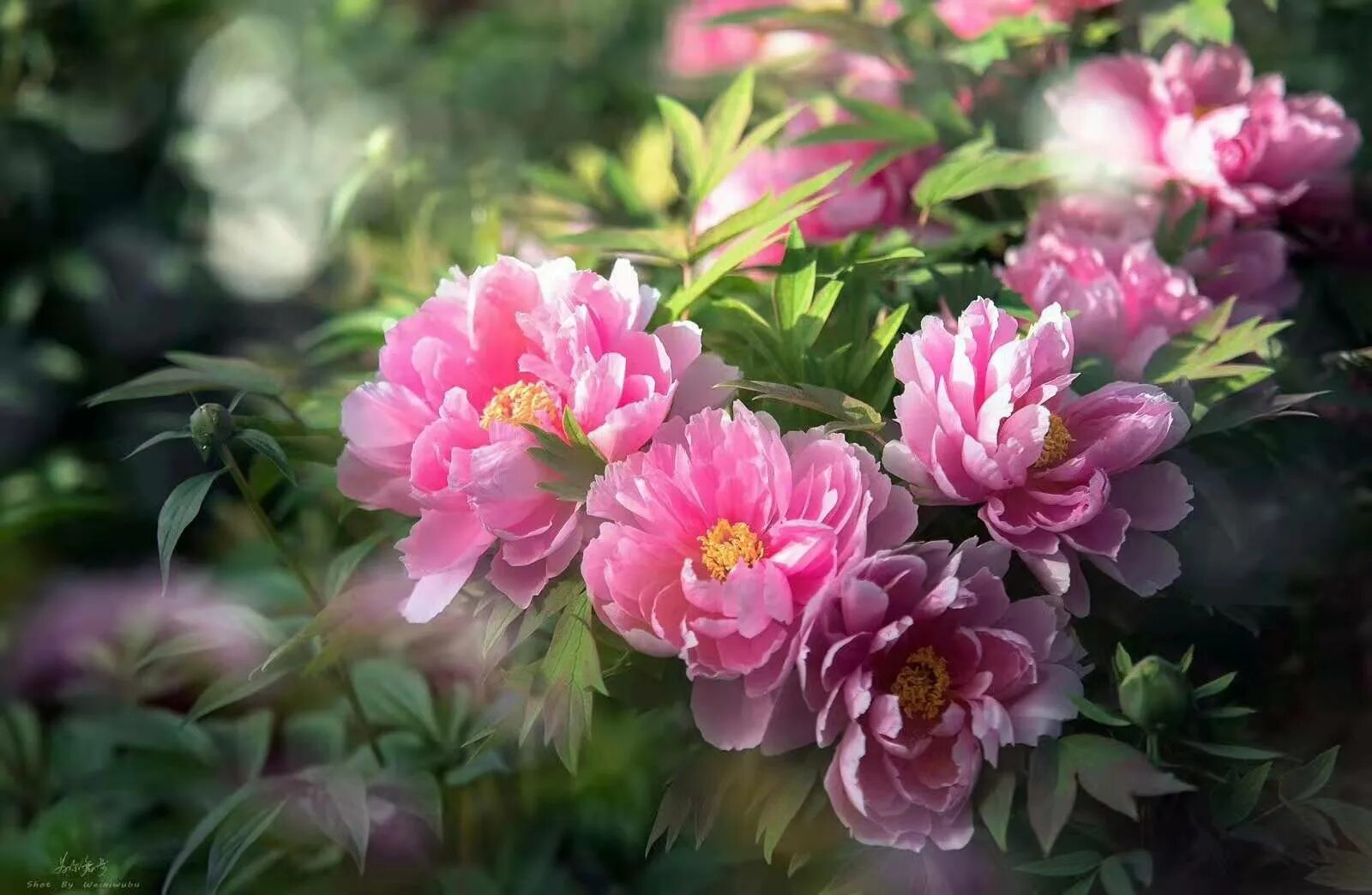 Пионы в цвету фото Luoyang Peony is the best in the World - China 7 Day