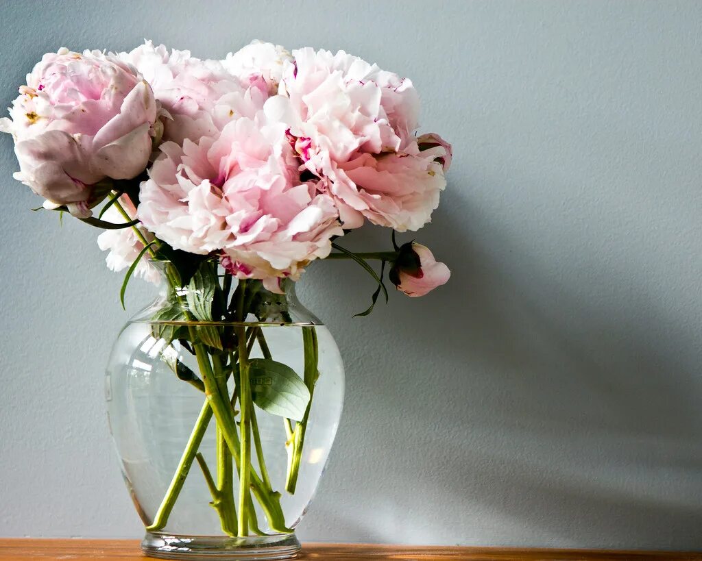 Пионы в вазе фото peonies in clear vase The light from the window creates so. Flickr