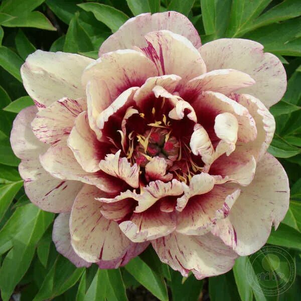 Пионы виды и сорта фото Пион Олл Зет Джаз (Paeonia All That Jazz) купить в Москве по низкой цене из пито
