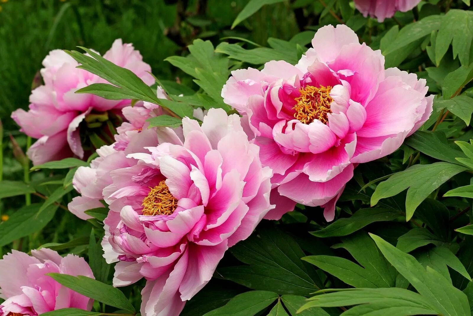 Пионы виды и сорта фото African violet Description, Houseplant, & Facts Britannica