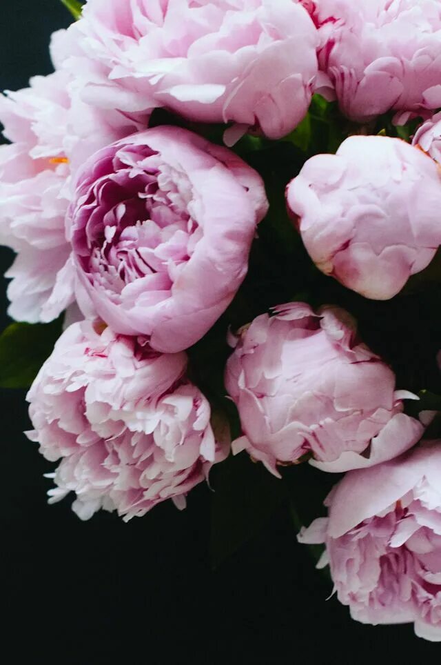 Пионы закрытые фото Pin by Kimberly on Flower Pink peonies, Pretty flowers, Peonies garden