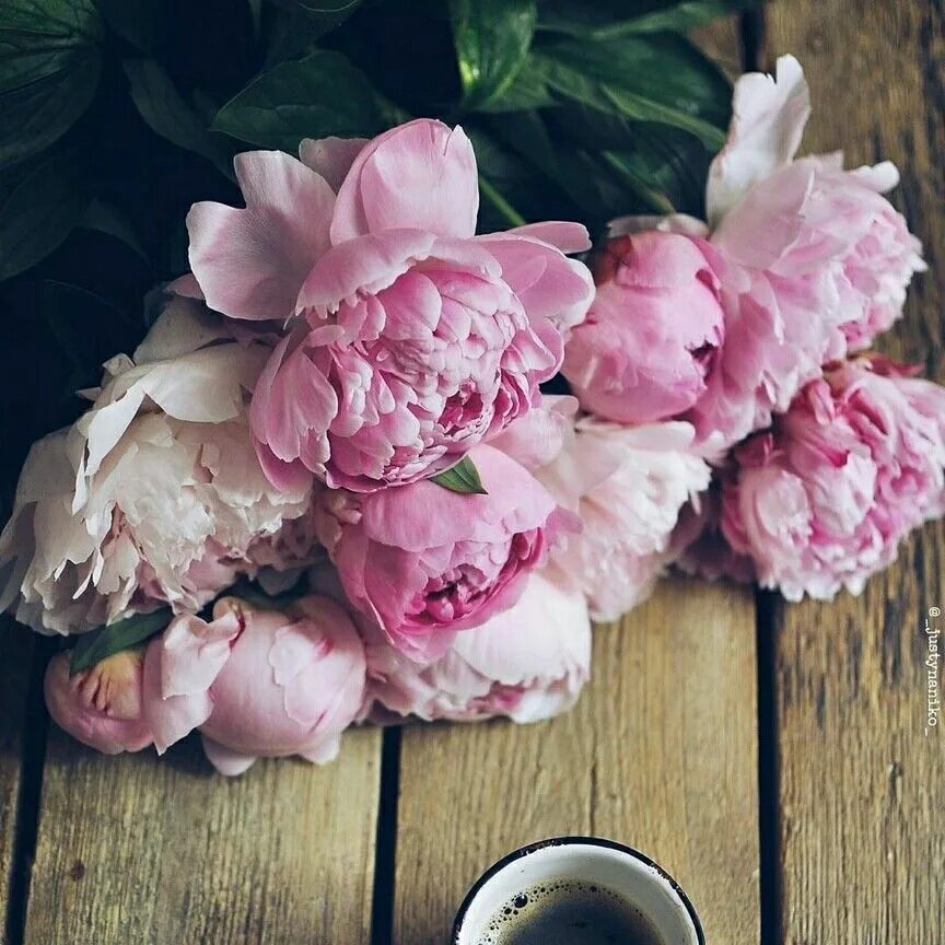 Пионы закрытые фото Пин от пользователя Светлана на доске Peonies bouquet Цветы, Пионы