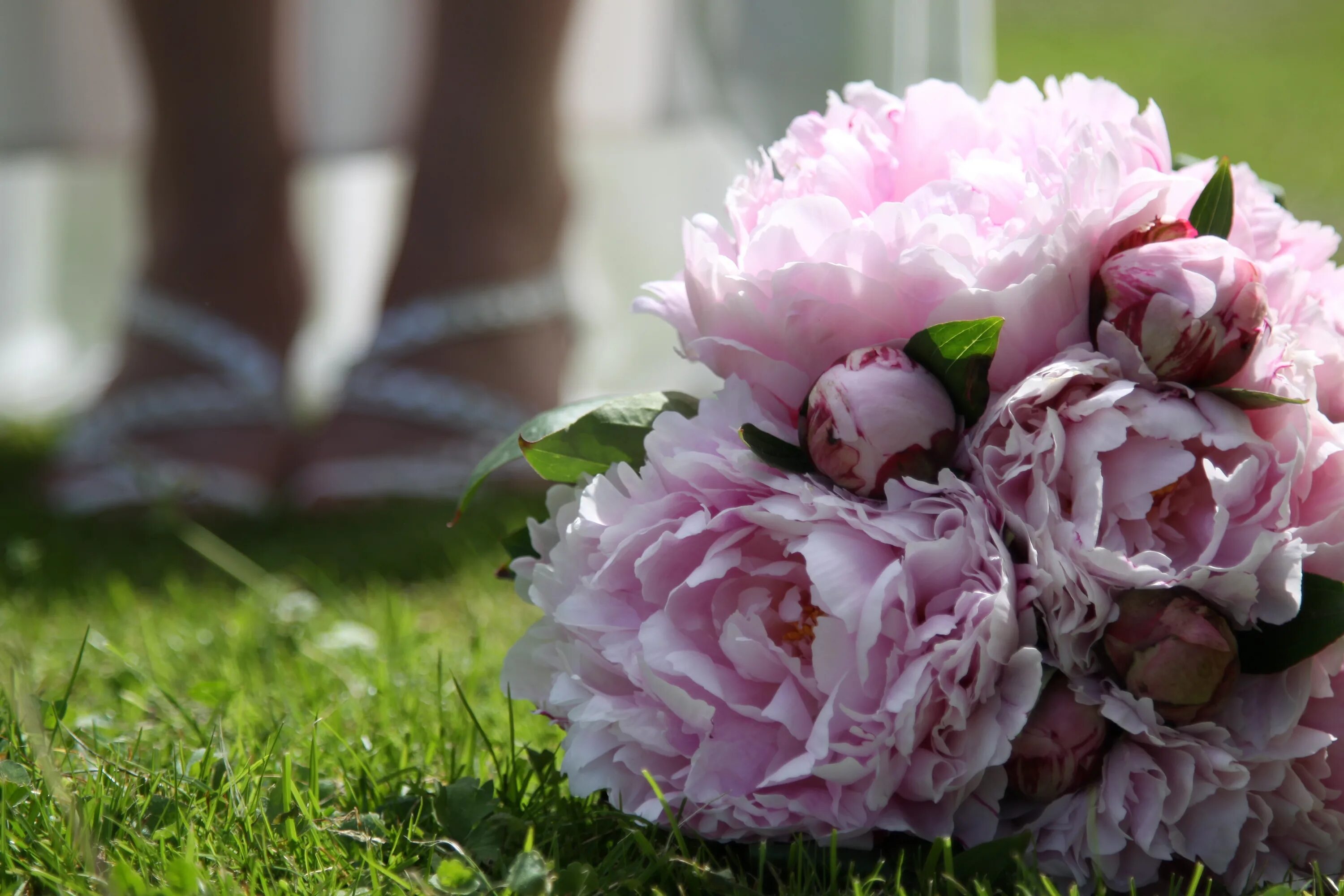 Пионы закрытые фото Wedding Bouquet Peony free image download