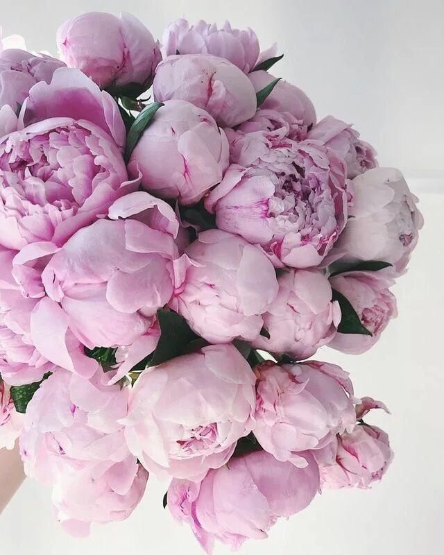 Пионы закрытые фото #peonies #purple #fluffy #bouquet Real touch flowers, Pretty flowers, Faux flowe