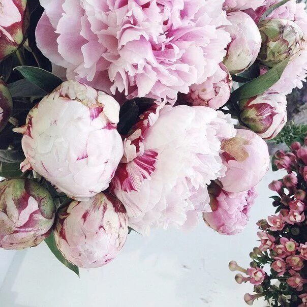 Пионы закрытые фото Pin by Zoya on FL Floral wreath, Floral, Peonies