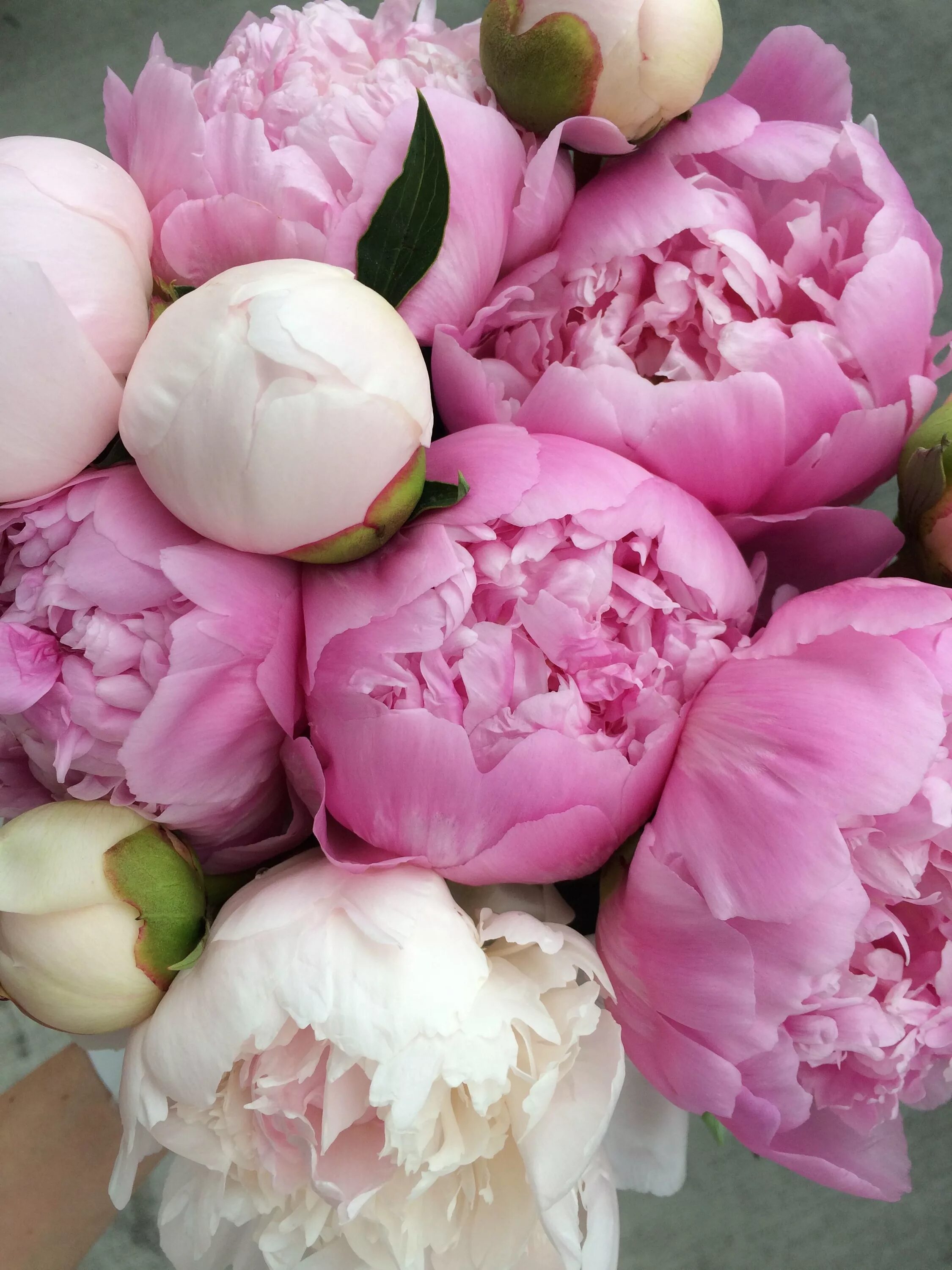 Пионы закрытые фото #busybeeflowers #newtonflowers #watertown #watertownflowers #flowerstore #flower