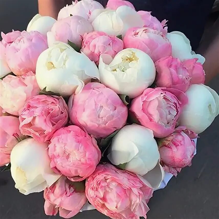 Пионы закрытые фото WISHLIST.RU Пионы Wedding flowers tulips, Amazing flowers, Peonies