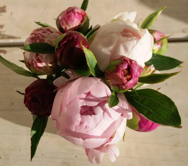 Пионы закрытые фото pink peony Bryllup