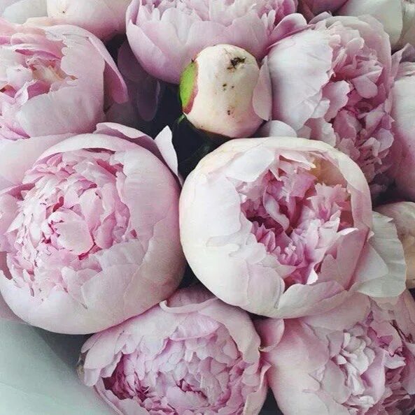 Пионы закрытые фото Пин от пользователя ynmkrsyfe на доске Flowers Пионы