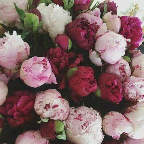 Пионы закрытые фото Пин от пользователя Nesma Emad на доске Flowers Красивые цветы, Цветы, Розовые п
