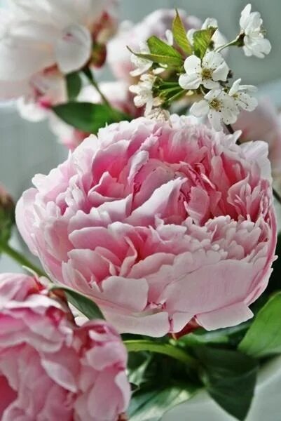 Пионы закрытые фото Flower Пионы, Цветы, Розы