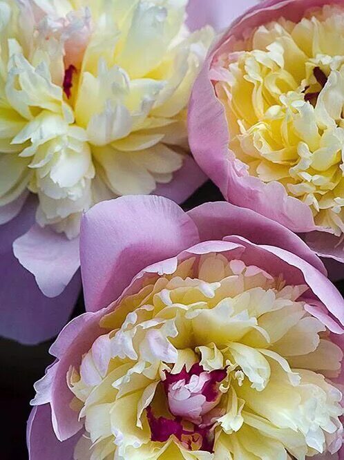 Пионы желтого цвета фото Pin on Peony
