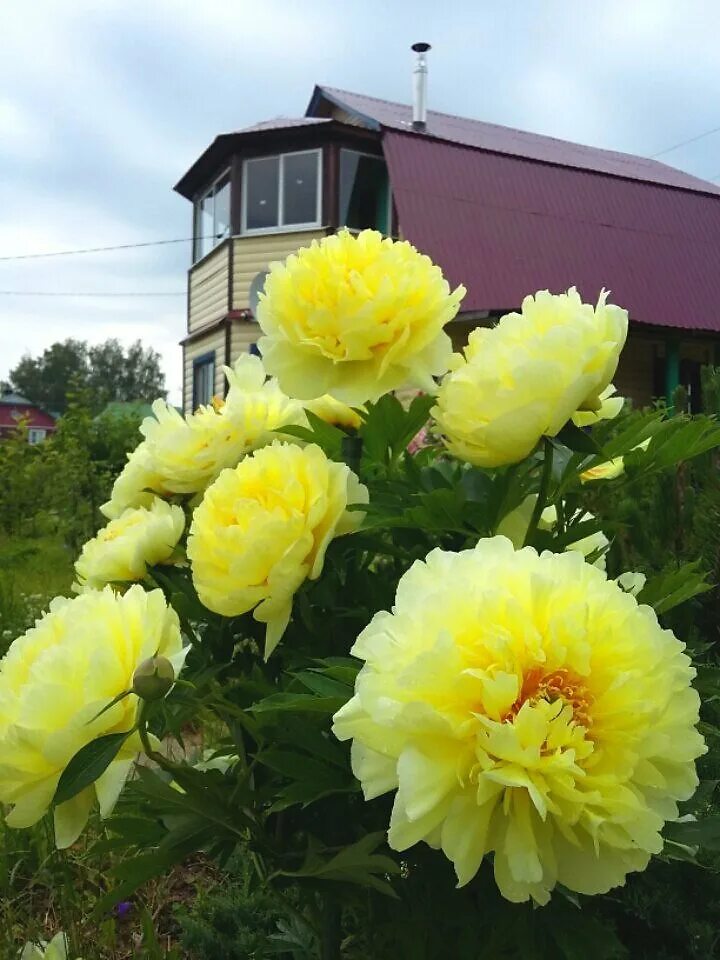 Пионы желтого цвета фото Желтые пионы - Фотография - Растения