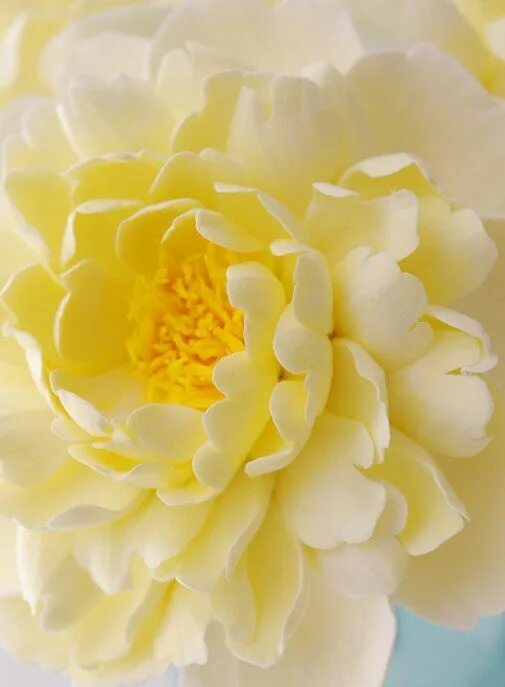 Пионы желтого цвета фото ✿ ڿڰۣ Soft Yellow Dahlia Yellow peonies, Yellow flowers, Flowers