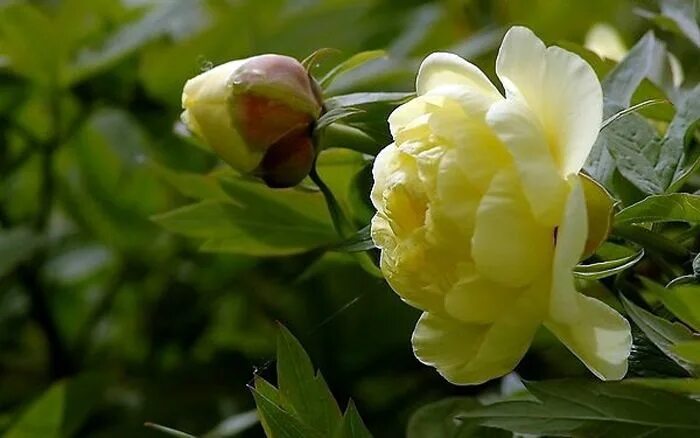 Пионы желтого цвета фото Earthbeauty: Пионы Китая. Лоян... Flowers, Plants, Garden