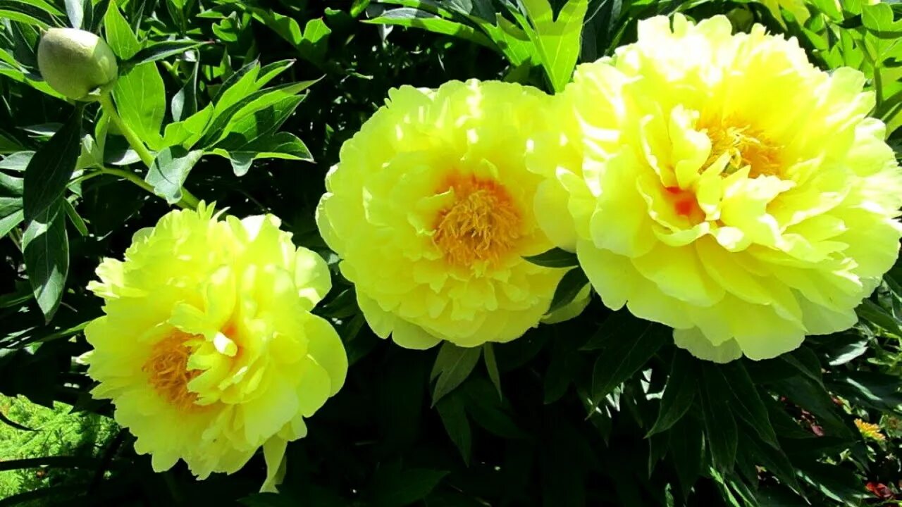 Пионы желтого цвета фото Frühlings Blumenlandschaft, PIONI, BERUHIGENDE Klaviermusik, PEONIES-PFINGSTROSE