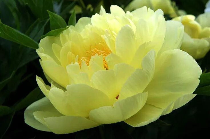 Пионы желтого цвета фото Yellow Peonie's are the rarest of all Wedding flowers peonies, Yellow peonies, P